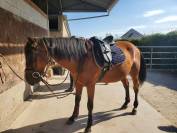 Trotteur fran&ccedil;ais 8 ans 