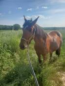 Trotteur fran&ccedil;ais 8 ans 