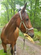 Trotteur fran&ccedil;ais 8 ans 