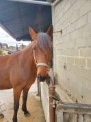 Trotteur fran&ccedil;ais 8 ans 