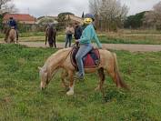 Poney &eacute;talon welsh pp