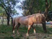 Poney &eacute;talon welsh pp