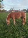 Jument Haflinger 4 ans