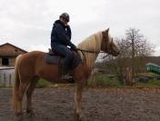 Jument Haflinger 4 ans