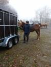 Jument Haflinger 4 ans