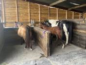 Poulain - poney - OC