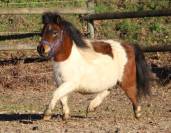 Olabelle de l'Oublan, ponette pie baie