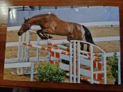 Hongre Cheval de Selle Italien A vendre 2022 Bai par Baedeker