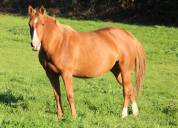 Poulini&egrave;re AA gestante pour mars 2026