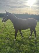 Poulain par Cannabis d&rsquo;Albain 