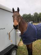 Cheval de balade ou de sport &agrave; niveau club 