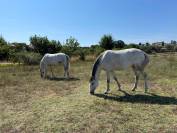 Pilar, d'une rare beaut&eacute;, cherche nouvelle prairie