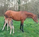 POTRA YEGUA PRE ESCALERA DE ELITE