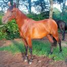 POTRA YEGUA PRE ESCALERA DE ELITE