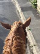 Demi pension TF 4 ans 