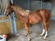 Pouliche Anglo Arabe 2 ans