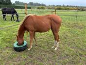 Pouliche Anglo Arabe 2 ans