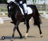 Poney superbe &agrave; vendre