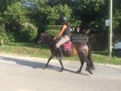 Ponette dartmoor PP - 9 ans - 1,25 m