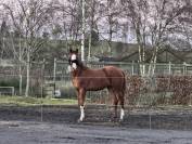 Superbe poulain BWP de dressage 