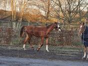 Superbe poulain BWP de dressage 