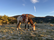 Jument 5 ans, sensible et communicative