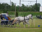 Chevaux arabo boulonnais 