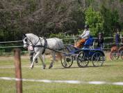 Chevaux arabo boulonnais 