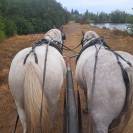 Chevaux arabo boulonnais 