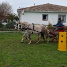 Chevaux arabo boulonnais 
