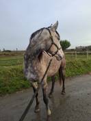 Adorable jument SF x Lusi, pour loisir et comp&eacute;tition 