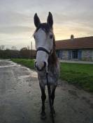 Adorable jument SF x Lusi, pour loisir et comp&eacute;tition 