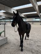 poney fran&ccedil;ais de selle