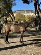 Hongre, PRE ma&icirc;tre d&rsquo;&eacute;cole dressage 