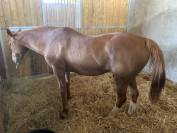 Jument poulini&egrave;re confirm&eacute;e CSO &ndash; Tr&egrave;s bon papier &ndash; 