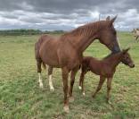 Jument poulini&egrave;re confirm&eacute;e CSO &ndash; Tr&egrave;s bon papier &ndash; 