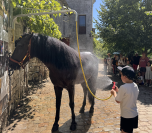 Adorable Cheval Pure race Espagnole