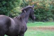 Poulain PRE noir top origines 