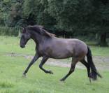 Yegua PRE Pura Raza Espa&ntilde;ola En venta 2015 Negro por Sevillano de Mile