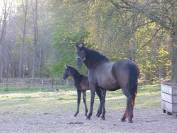 Yegua PRE Pura Raza Espa&ntilde;ola En venta 2015 Negro por Sevillano de Mile