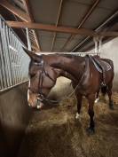 Cavalier soigneur et autre 