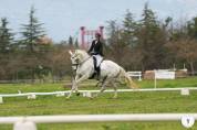 Hongre Zangersheide 12 ans CSO/DRESSAGE/CCE