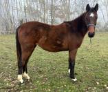 Pouliche SF 2 ans par Controe