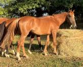 Jument SF ernest x Armitage x barbarian