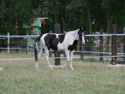 Hongre Z pie noir 3 ans 1m65