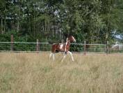 Poulain 2025 SF pie bai par Limbo