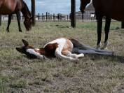 Poulain 2025 SF pie bai par Limbo