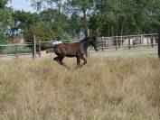 Poulain 2025 SFO noir pangar&eacute; par Rahotep de Toscane 