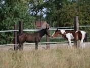 Poulain 2025 SFO noir pangar&eacute; par Rahotep de Toscane 