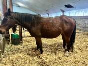 Jument de loisir ou m&egrave;re porteuse